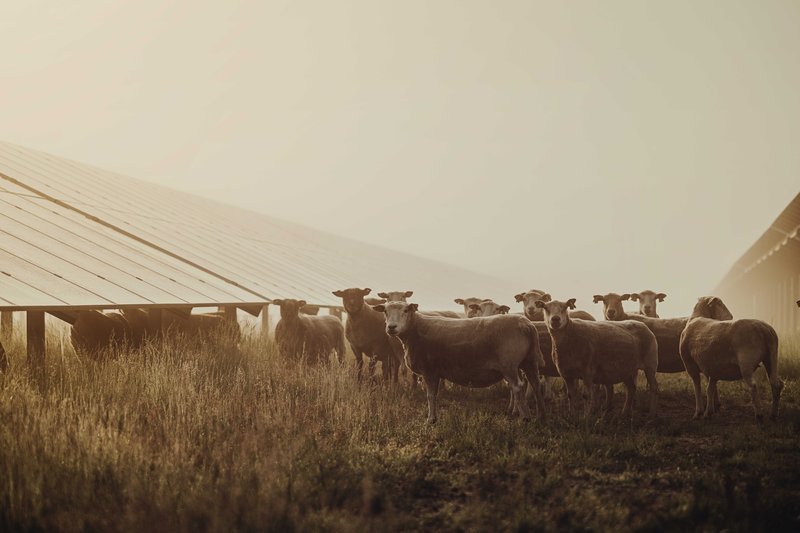 Solaranlagen mit Schafen im Vordergrund bei Sonnenaufgang.