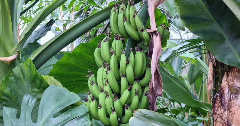 bovieran_bananer_blogg