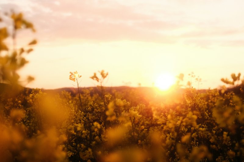 Sonnenuntergang hinter einem Blumenfeld im Sommer (häufig gestellte Fragen zum Thema Solar-Klimaanlage).